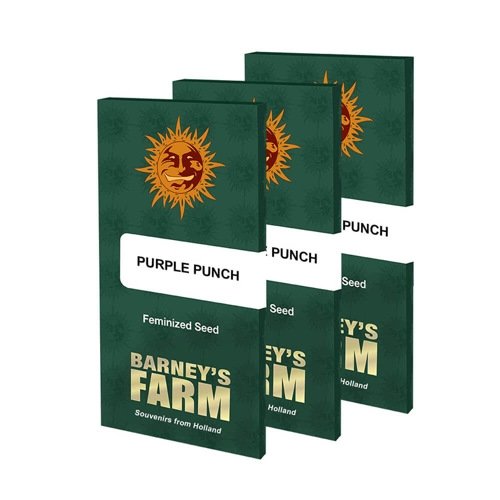 Purple Punch Auto Cannabis Seeds (3 or 5 Pack) by Barney's Farm