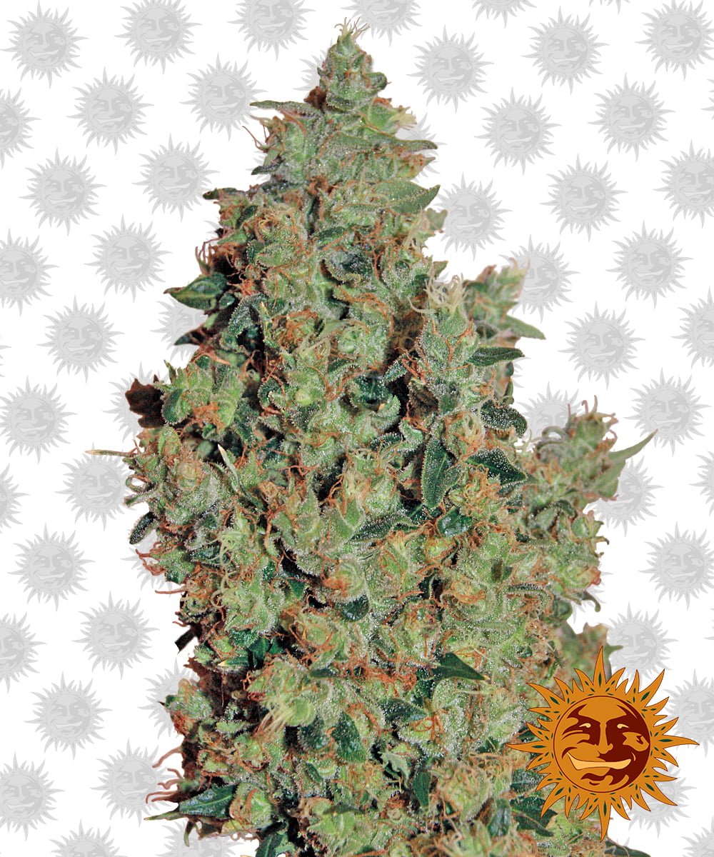 Tangerine Dream - 3 Feminized Seeds by Barney's Farm