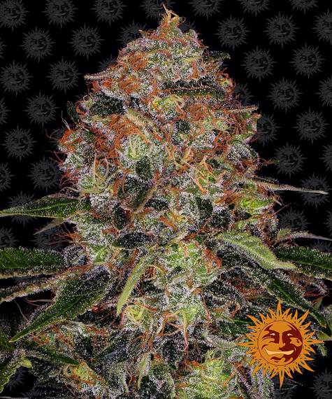 Shiskaberry - 3 Feminized Seeds by Barney's Farm