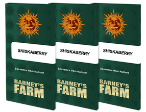 Shiskaberry - 3 Feminized Seeds by Barney's Farm