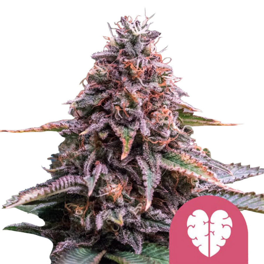 Royal Queen Seeds - Pink Mist feminized cannabis seeds (3 seeds pack)