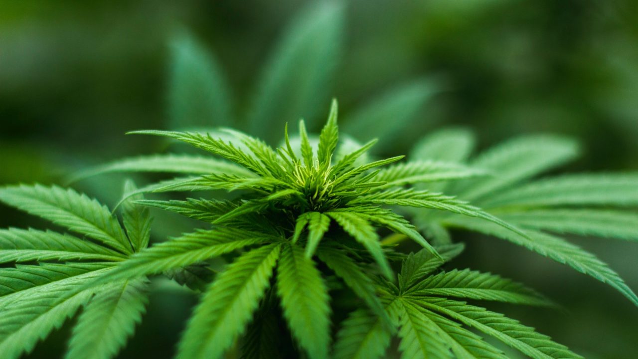 CBD Plant Popular Products