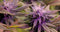 Purple Punch CBD Buds (5Gram) by SublimeGenetics