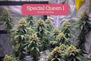 Royal Queen Seeds - Special Queen 1 Auto / Autoflowering Cannabis Seeds (3 seeds pack)