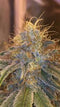 Liberty Haze - Pack of 3 Feminized Cannabis Seeds by Barney's Farm