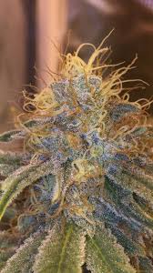 Liberty Haze - Pack of 3 Feminized Cannabis Seeds by Barney's Farm