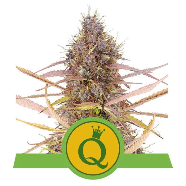 Royal Queen Seeds Automatic Cannabis Seeds - Pack of 5