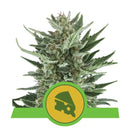 Royal Queen Seeds Automatic Cannabis Seeds - Pack of 5