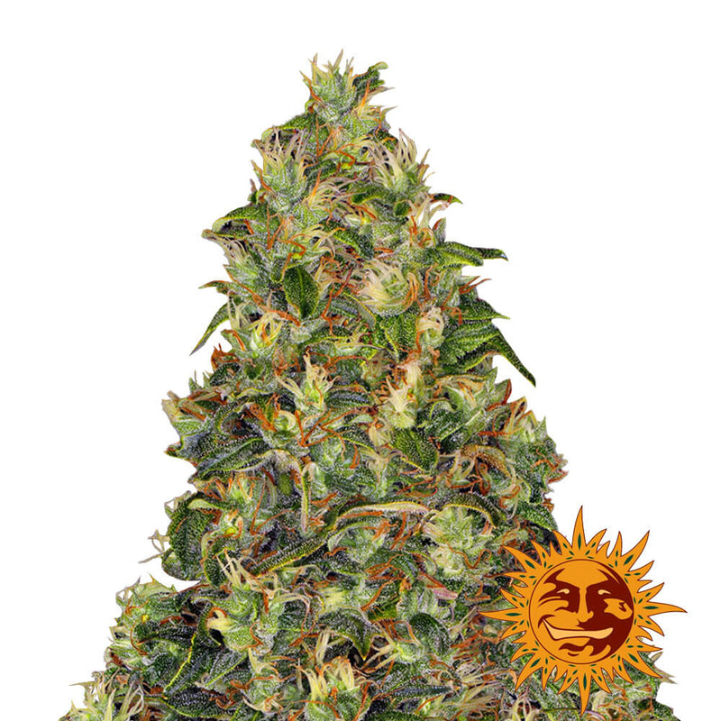 Amnesia Haze - Pack of 3 Auto-flowering Cannabis Seeds by Barney's Farm