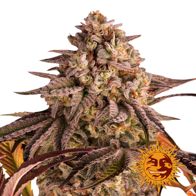 Blue Sunset Sherbert - Pack of 3 Feminized Cannabis Seeds by Barney's Farm