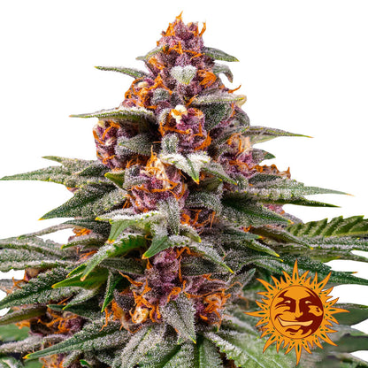 Runtz - Pack of 3 Auto-flowering Cannabis Seeds by Barney's Farm
