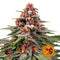 Runtz - Pack of 3 Auto-flowering Cannabis Seeds by Barney's Farm