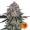 Sour Diesel - Pack of 3 Auto-flowering Cannabis Seeds by Barney's Farm