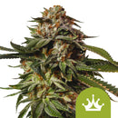Royal Queen Seeds - Special Queen 1 Auto / Autoflowering Cannabis Seeds (3 seeds pack)