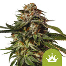 Royal Queen Seeds - Special Queen 1 Auto / Autoflowering Cannabis Seeds (5 seeds pack)